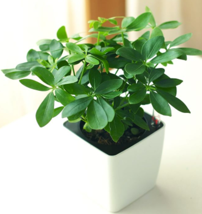 武漢除甲醛,甲醛檢測(cè),甲醛,去除甲醛的方法有哪些？